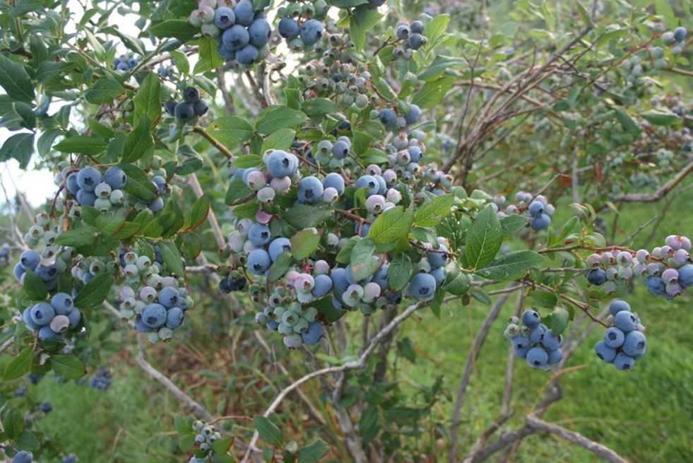 ingalls-blueberry-hill TA2